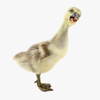 Hướng Dẫn Úm Ngỗng Con ( Gột Úm Ngỗng Sư Tử Giống )