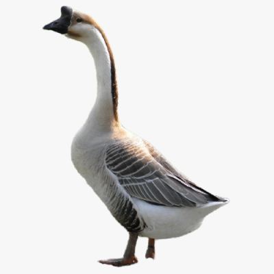 Những Loại Thức Ăn Chăn Nuôi Ngỗng Sư Tử