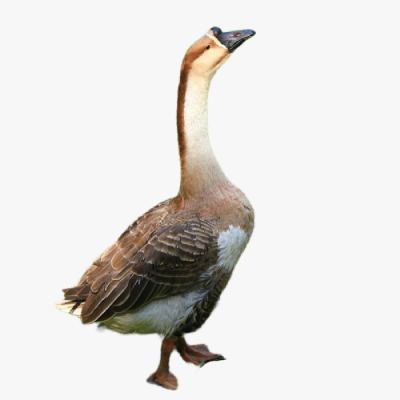 Kinh Nghiệm Chăn Nuôi Ngỗng Sư Tử Đạt Hiệu Quả Cao