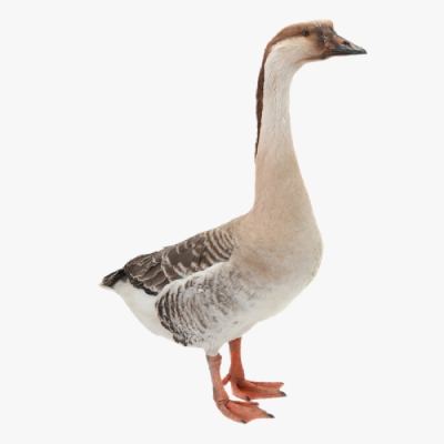 Các Bệnh Thường Gặp Ở Ngỗng Sư Tử Và Phương Pháp Điều Trị